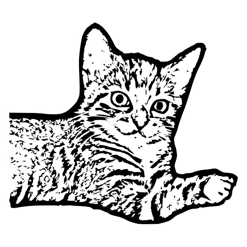 Chat Noir Chaton Chaton