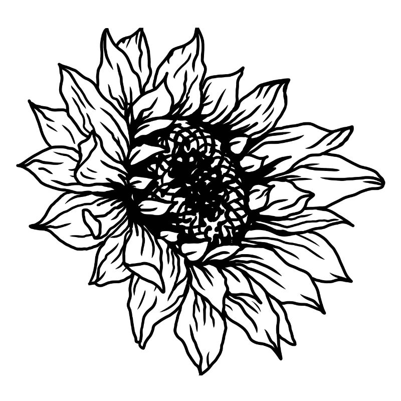 Sonnenblume