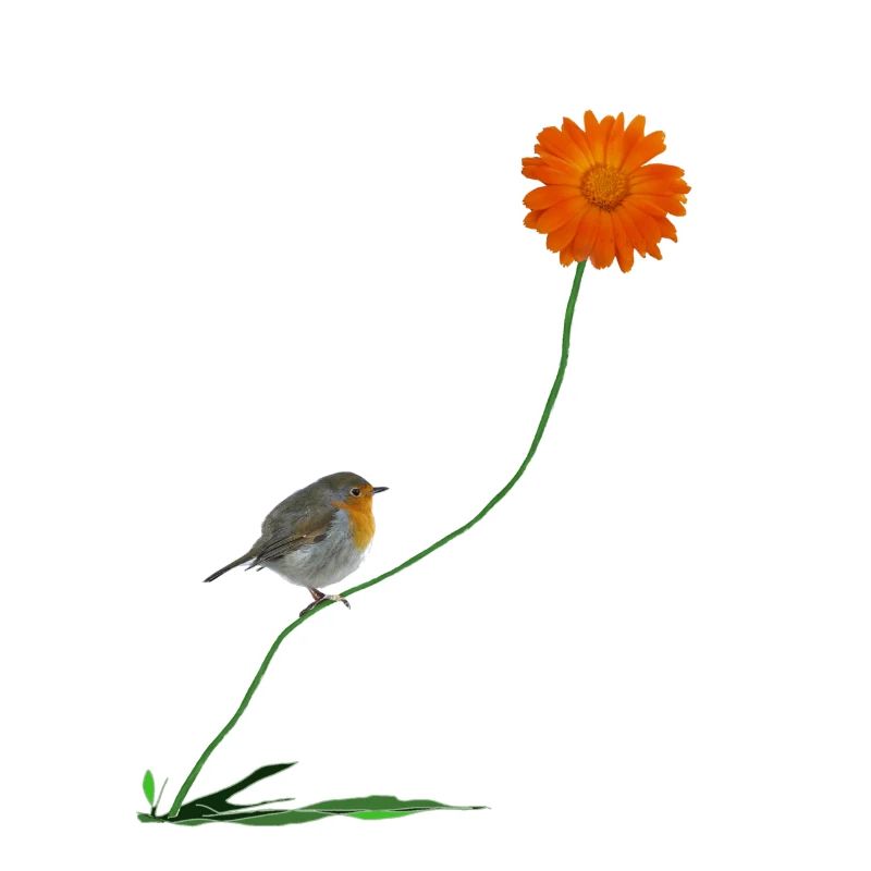 Rotkehlchen mit Blume