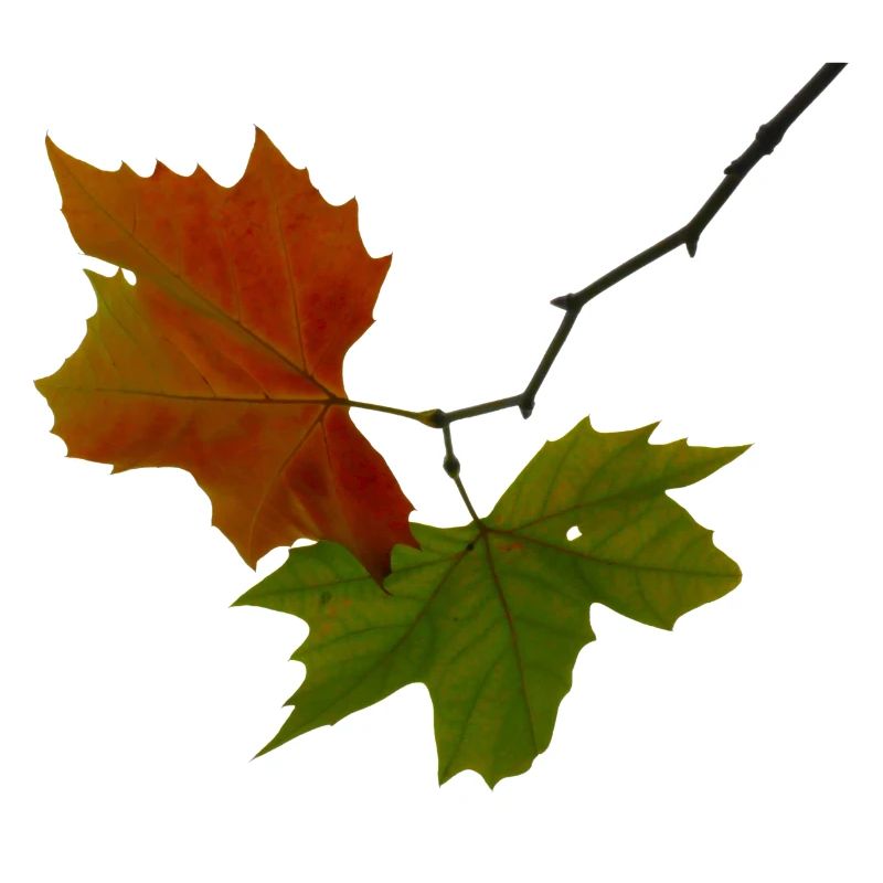 Herbstlaub rot grün