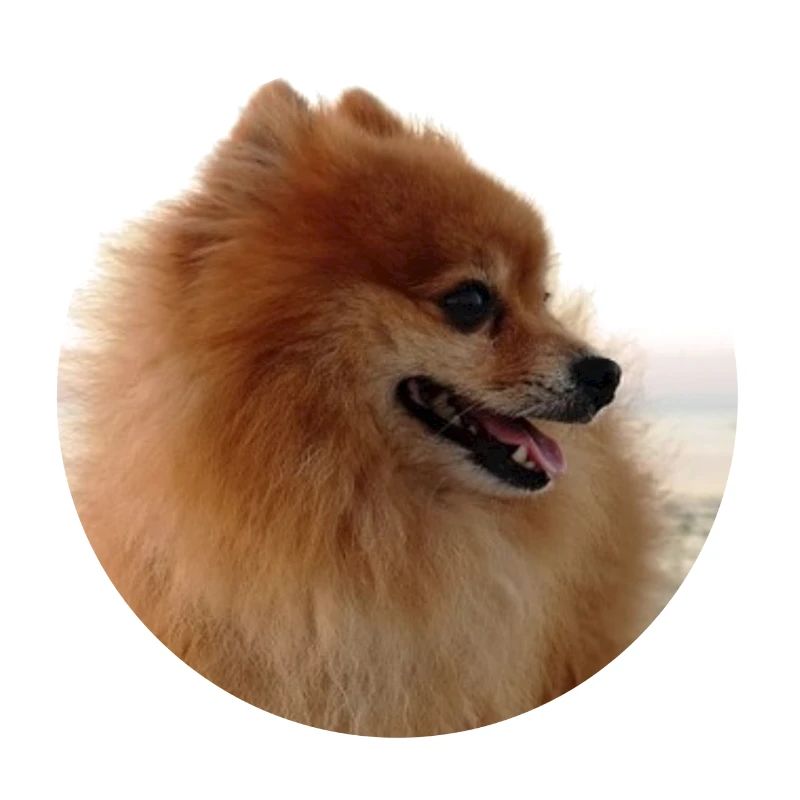 Pomeranian