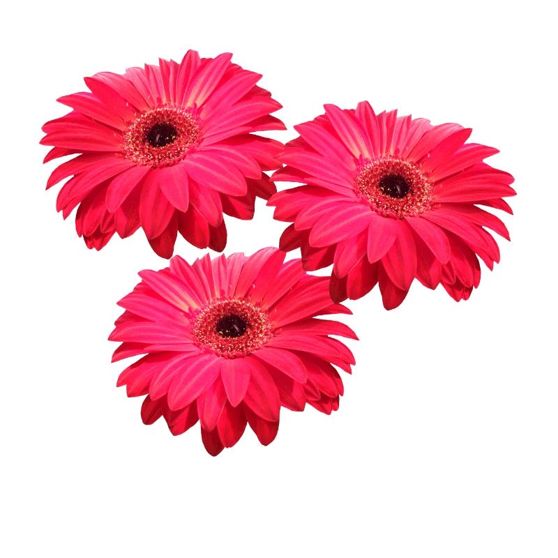 fleur Gerbera fleur Gerbera fleurs florales