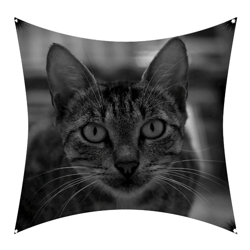 Wilde Katze
