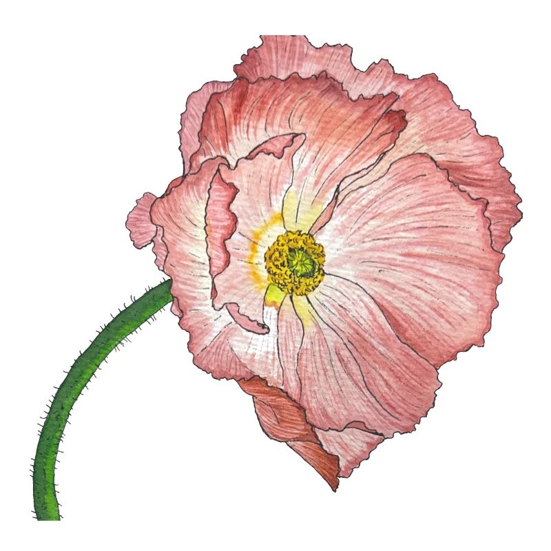 rosa Mohn Blume