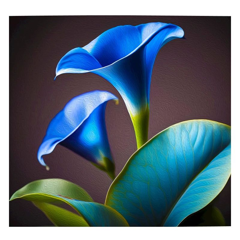 Blue Calla