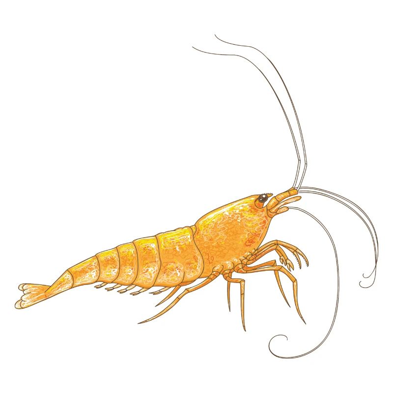 Goldene Garnele Illustration