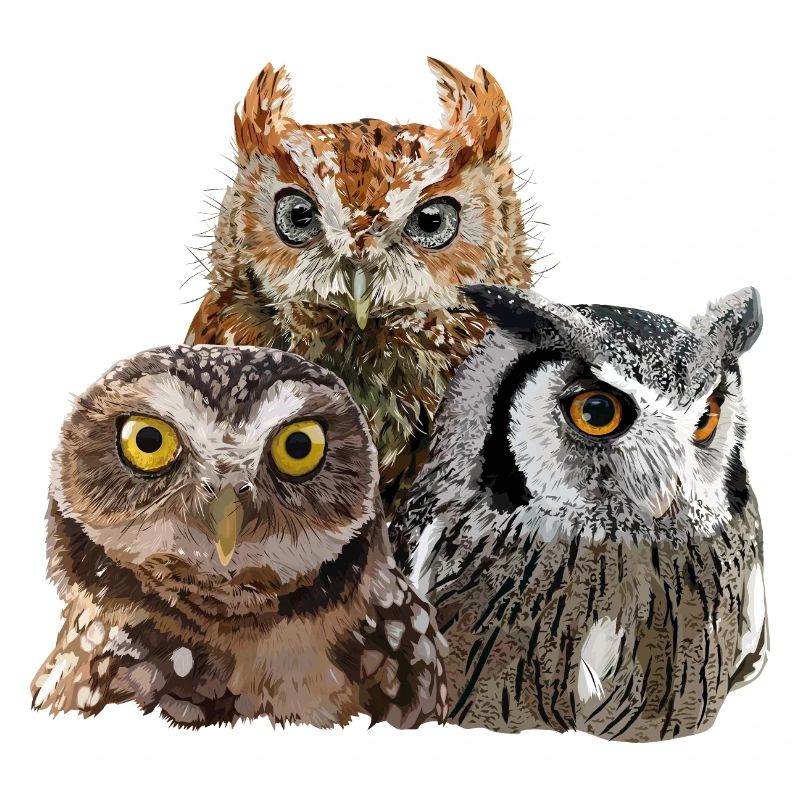 Nächtliche Raubvögel