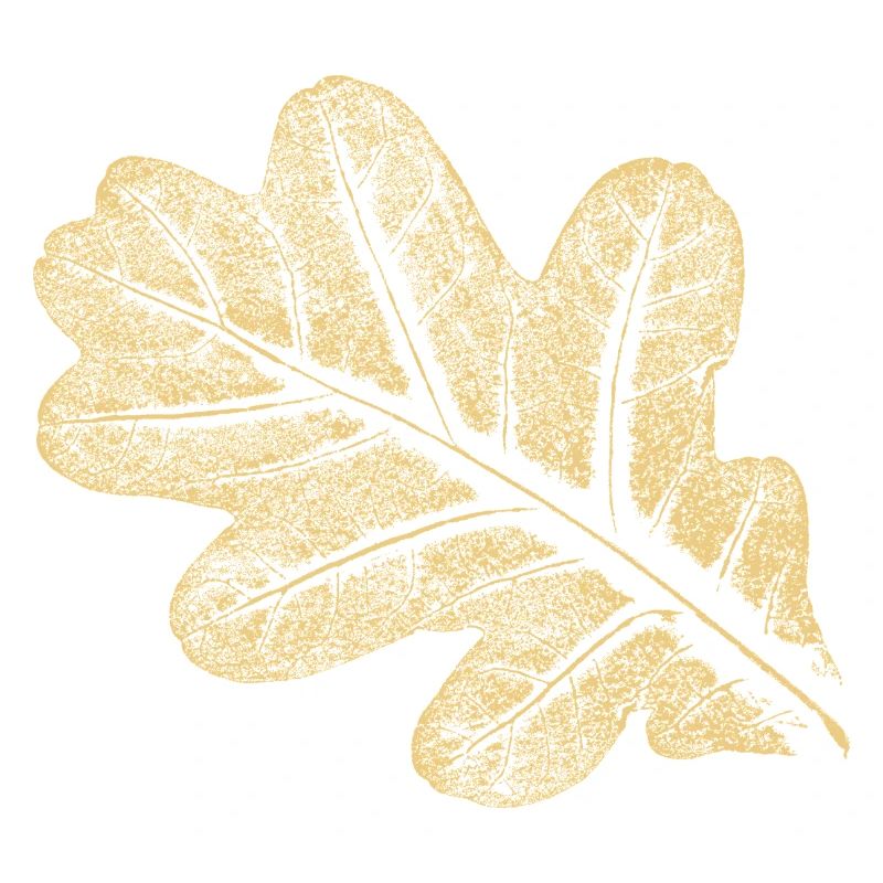 Blatt - Eiche / Botanik & Natur 