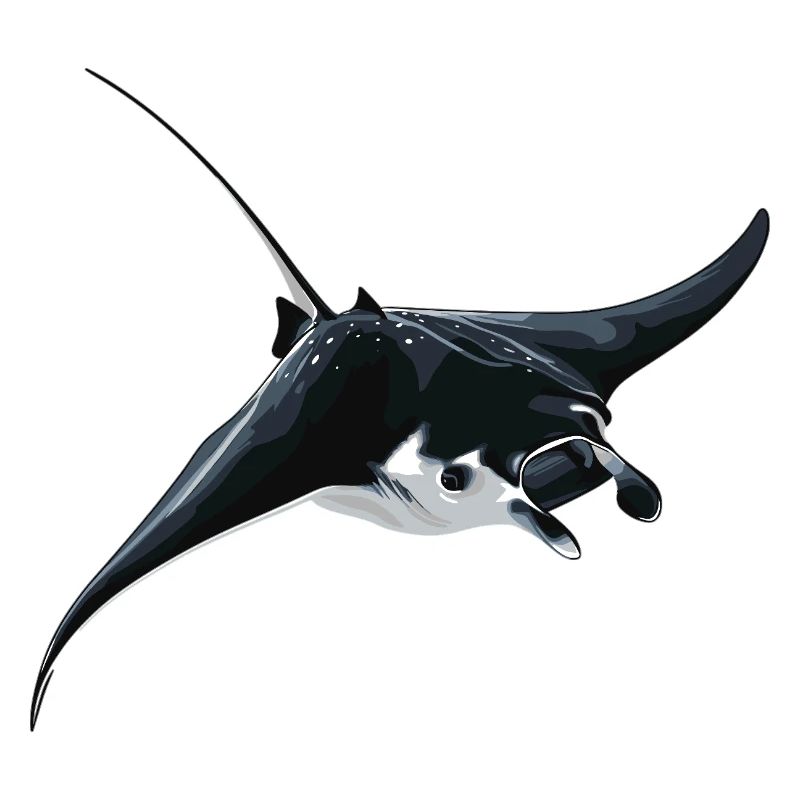 Rochen Mantarochen