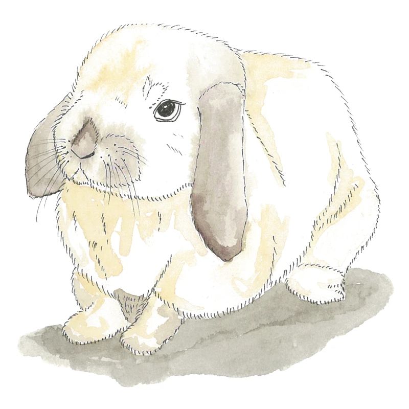 Rabbits