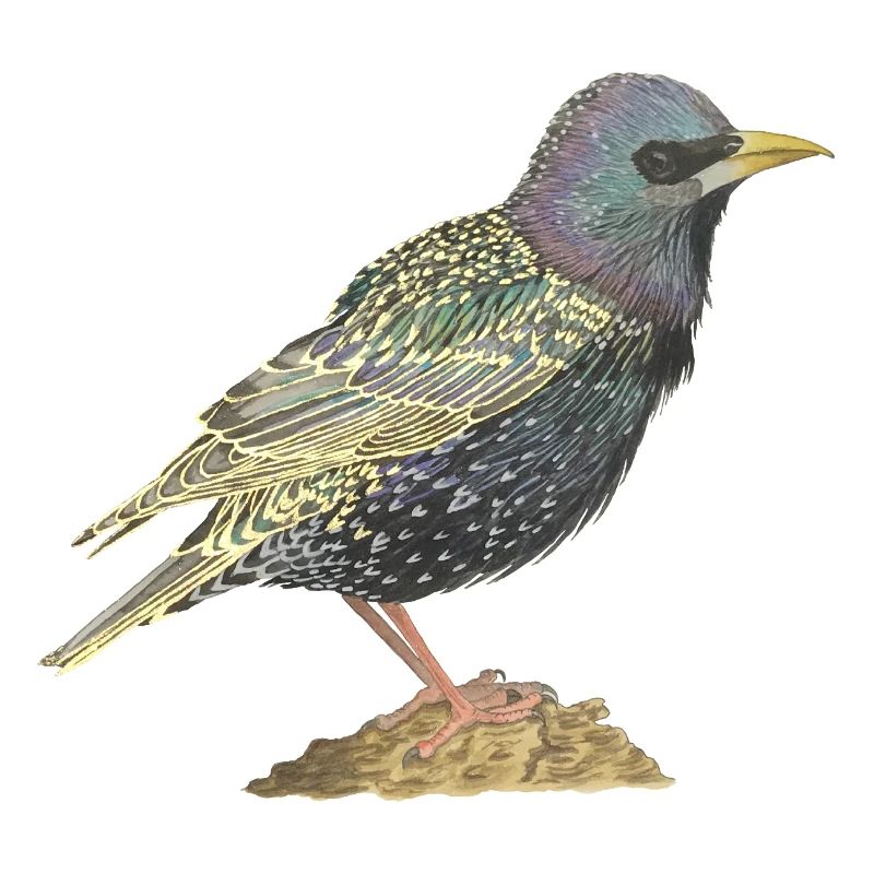 Star Vogel starling