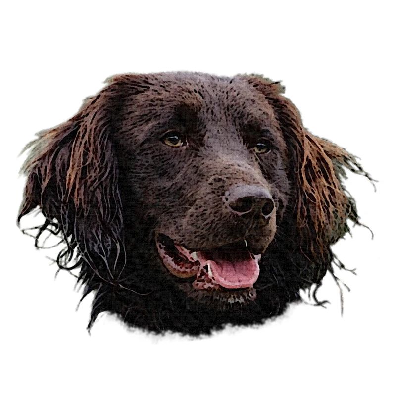 Münsterländer, hunde, jagdhund