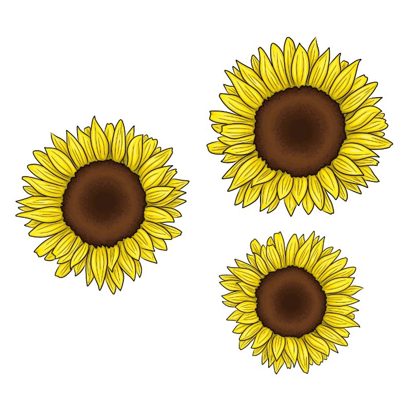 Sonnenblumen