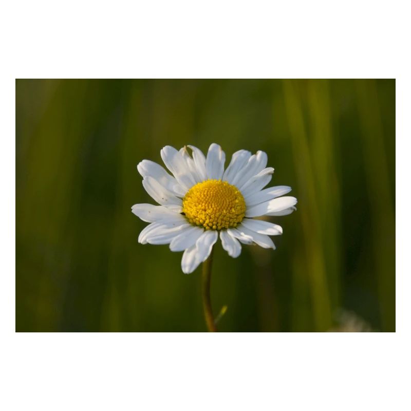 Margeriten Margerite Gänseblümchen