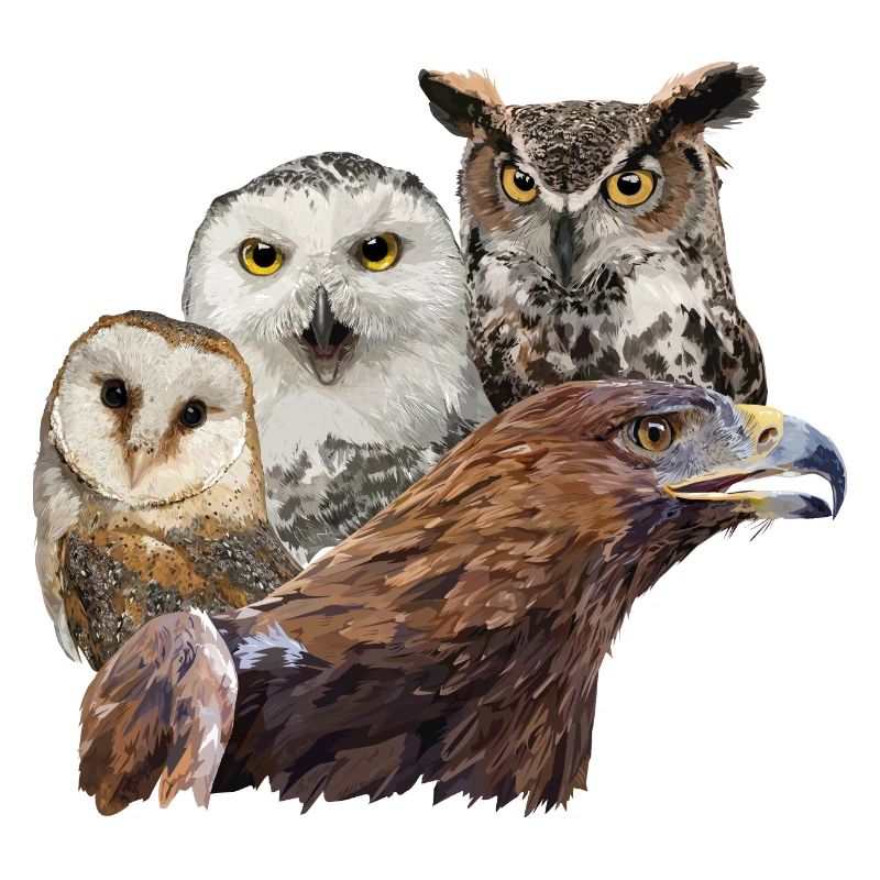 Adler und Eulen