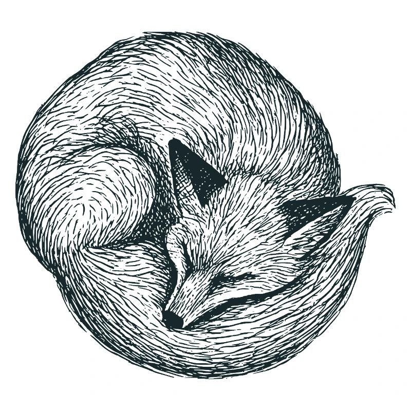 Eingerollter Fuchs