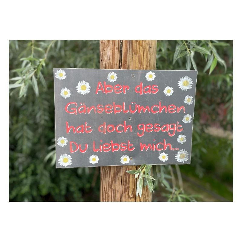 Gänseblümchen