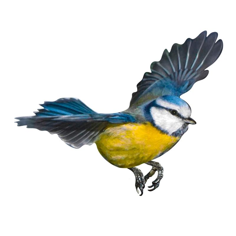 Blaumeise Vogel