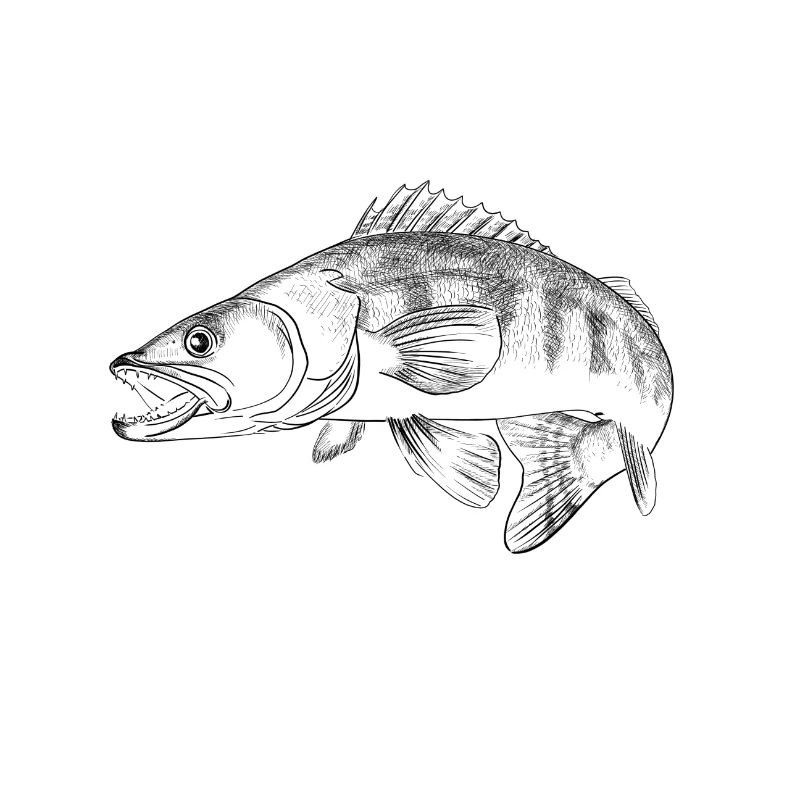 Zander