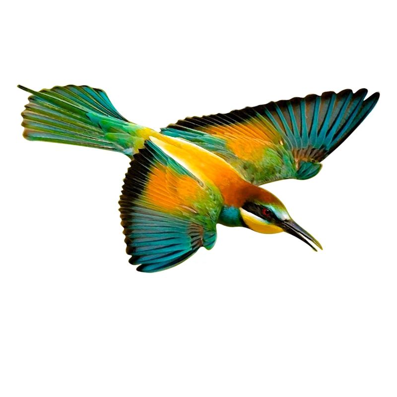 Bienenfresser Vogel