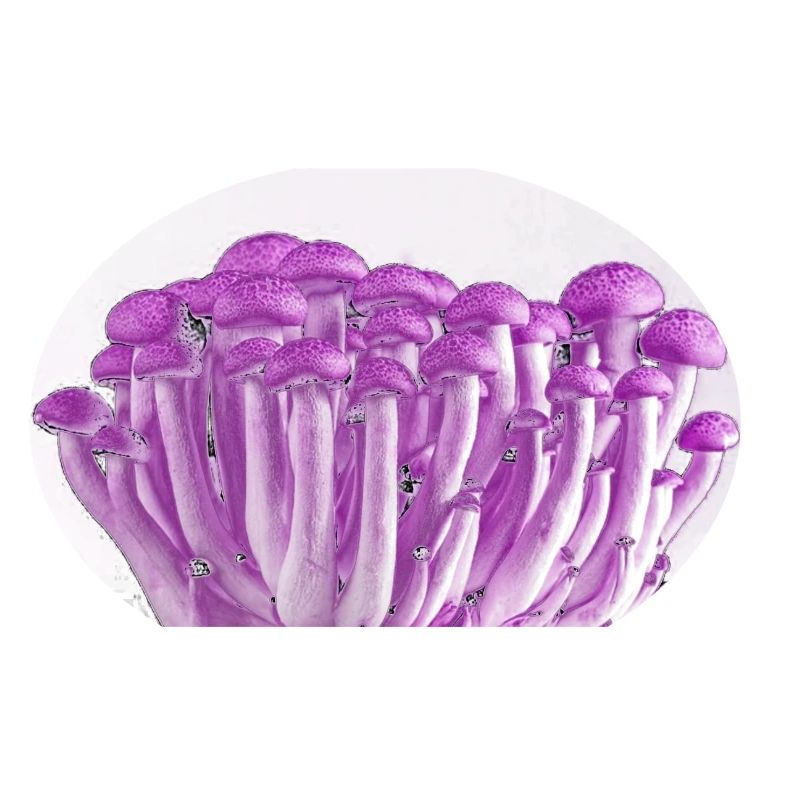 Lila Mushrooms