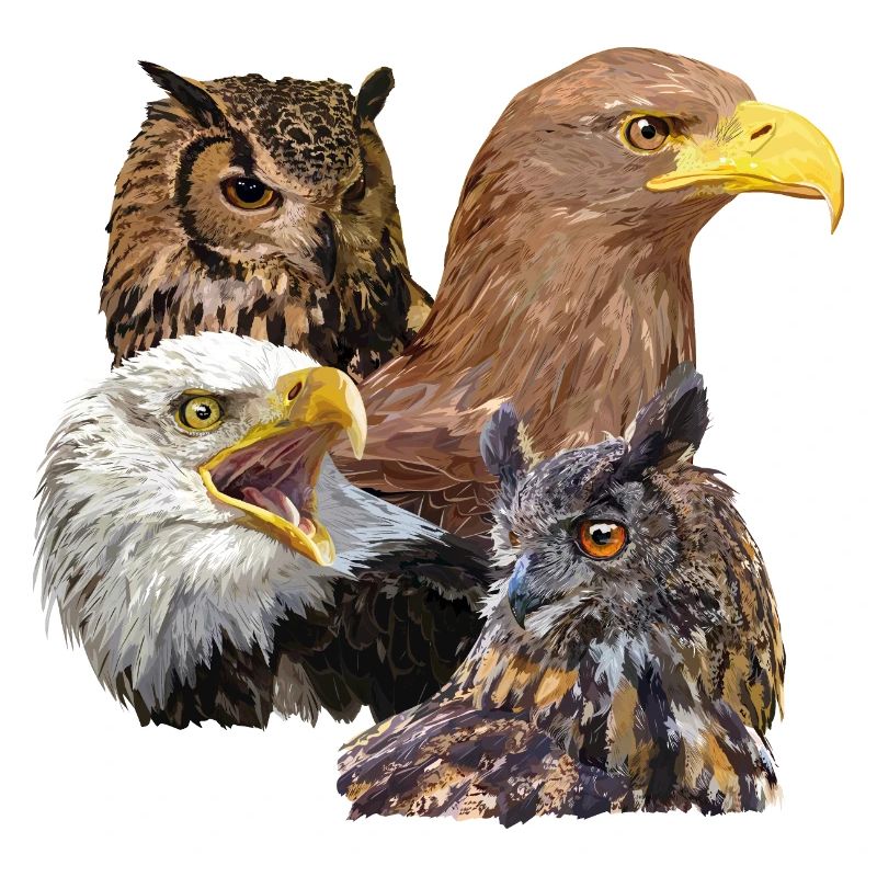 Greifvögel