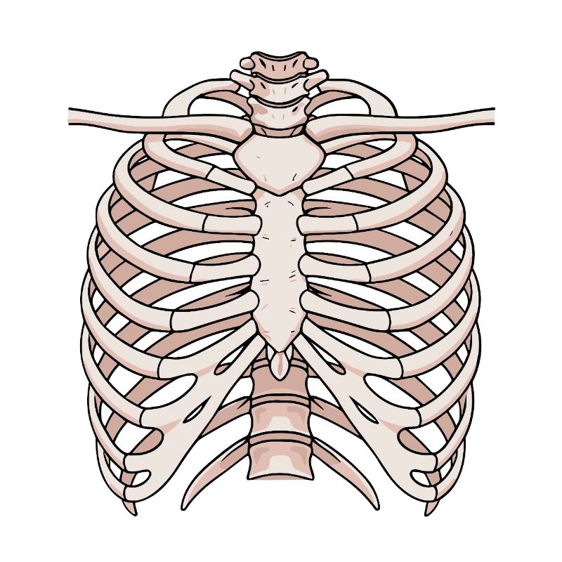 Anatomisches Brustbein und Rippenstruktur