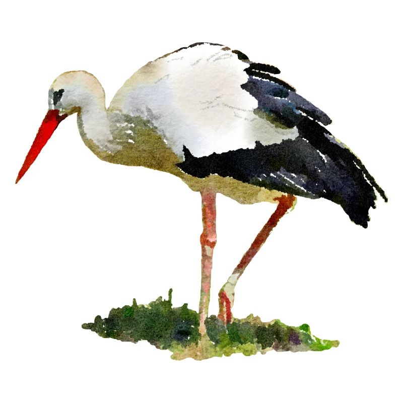 storch vogel