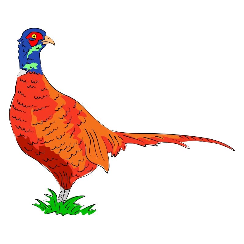 fasan vogel jäger