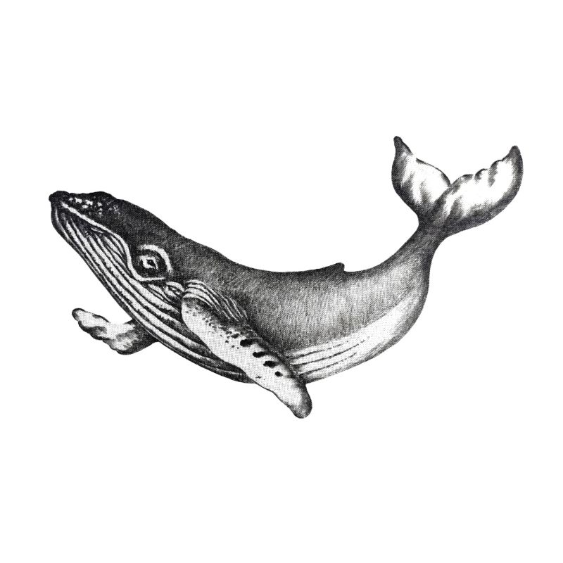 whale