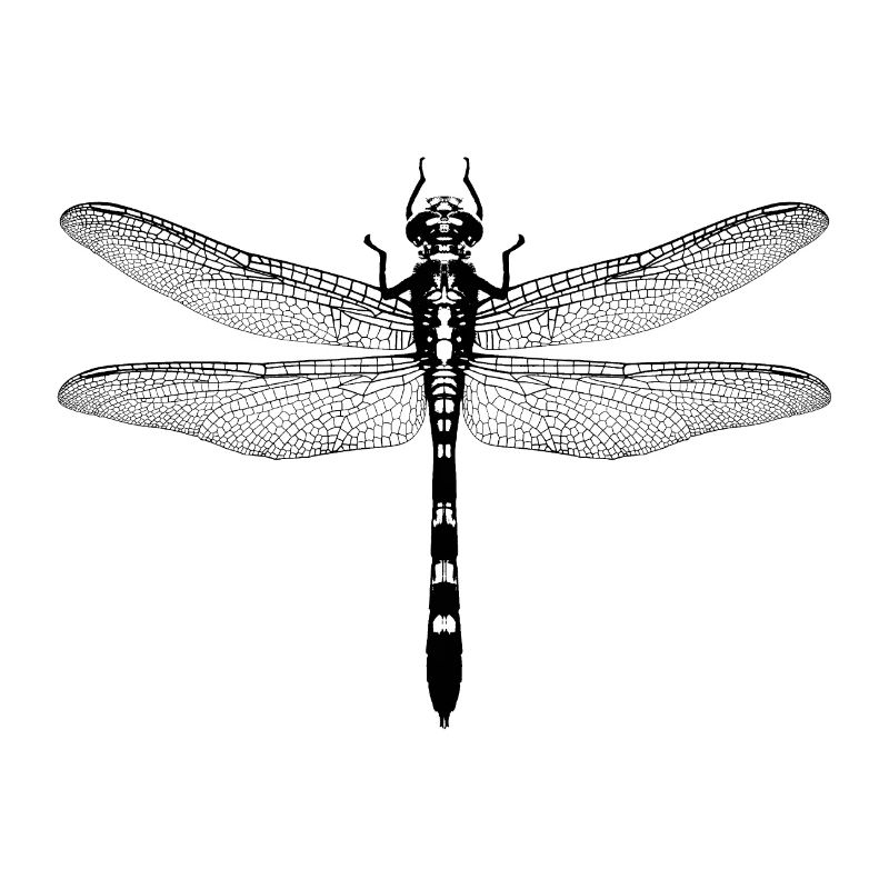 libelle / dragonfly / insekt