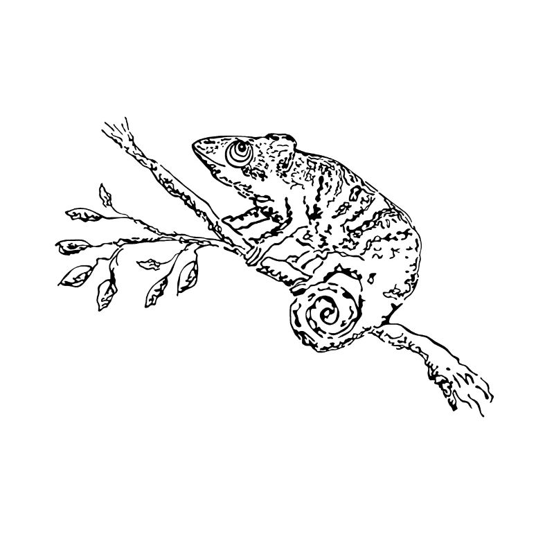 Chamäleon. Chamaeleon.
