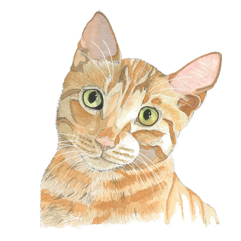 Chat rouge
