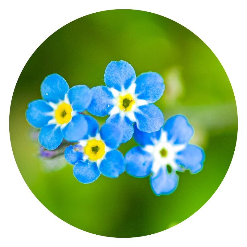 Blumengruppe in Blau