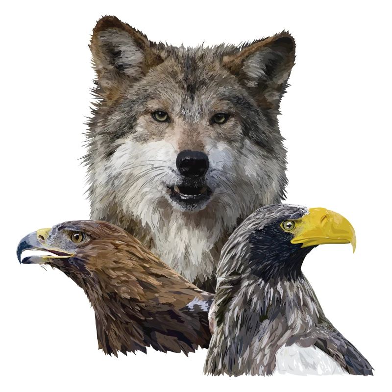 Loup et aigles