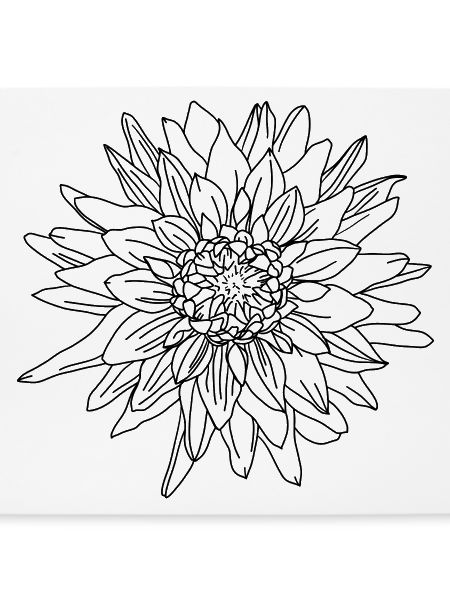 Herbstblume Dahlie