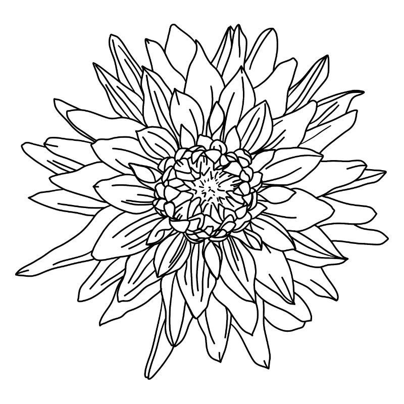 Herbstblume Dahlie