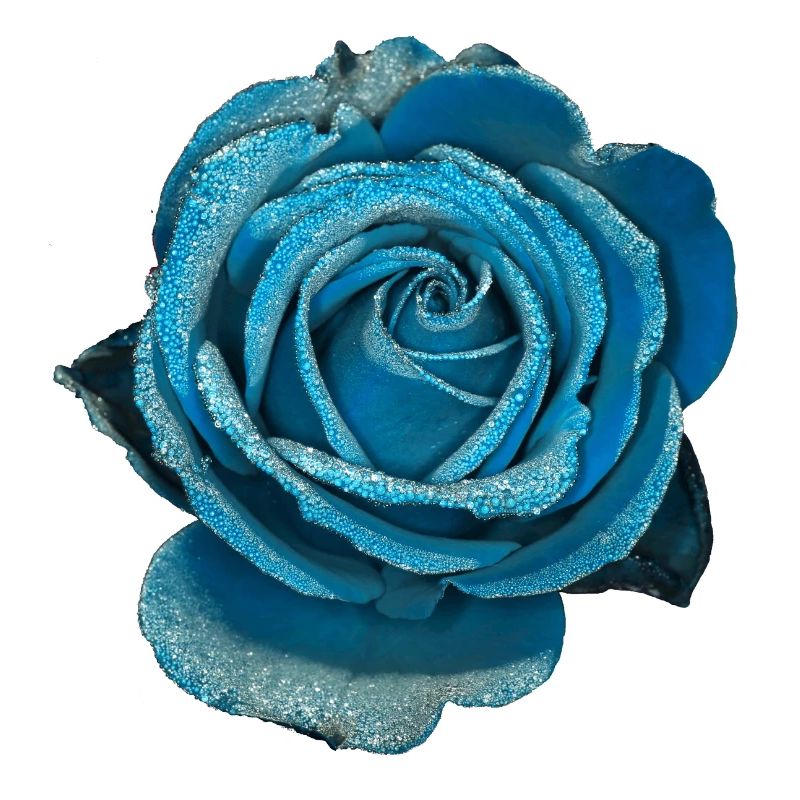 Rose Hellblau