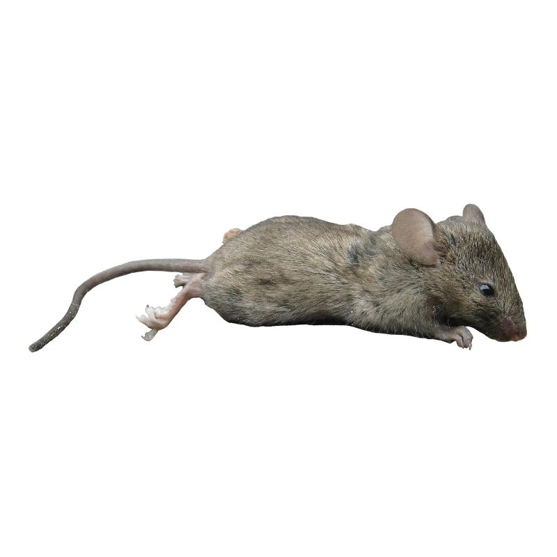 Maus