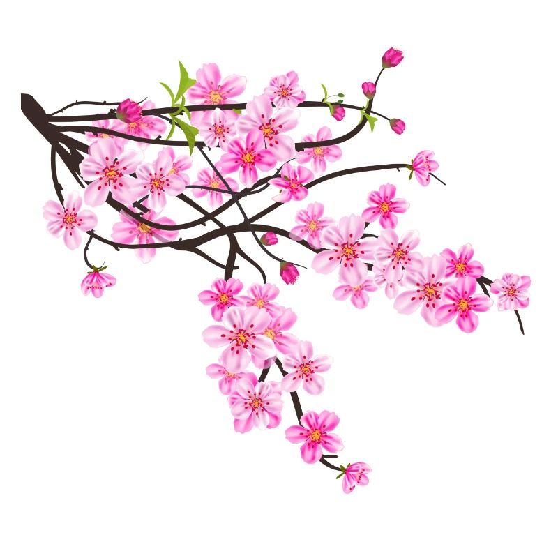 Sakura Blume