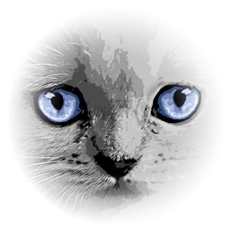 Kitty Kätzchen Katze