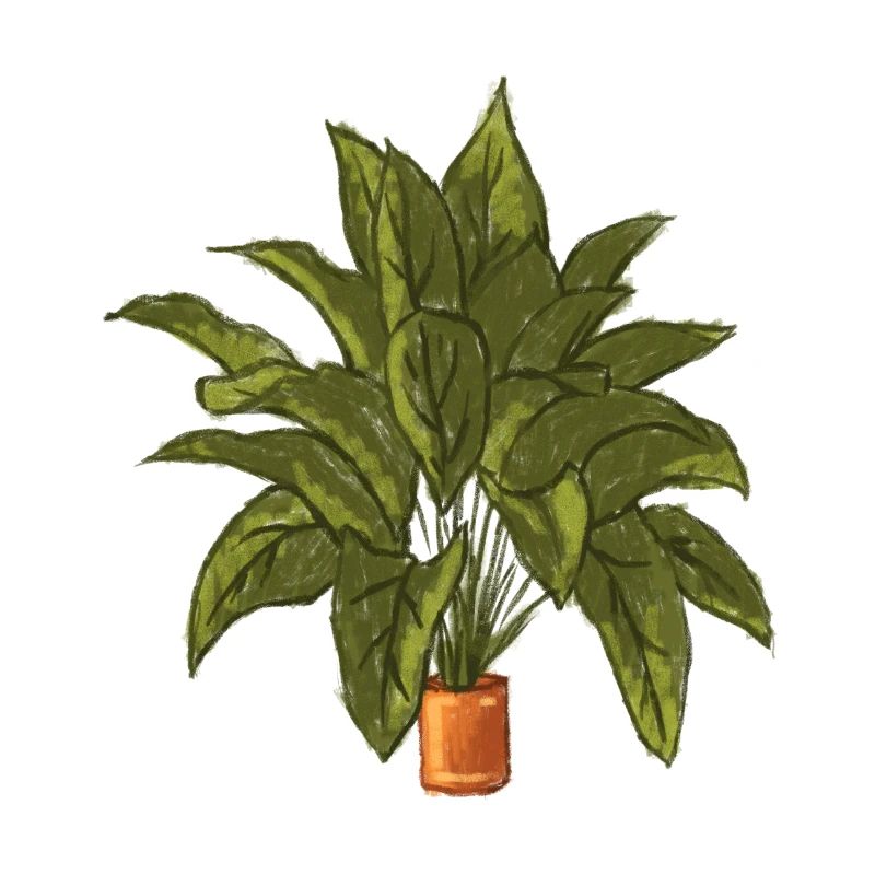 plant