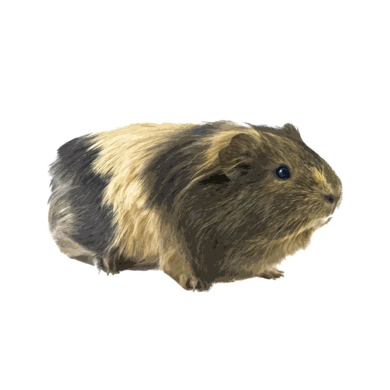 Meerschweinchen