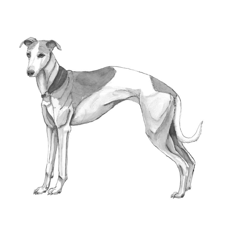Whippet