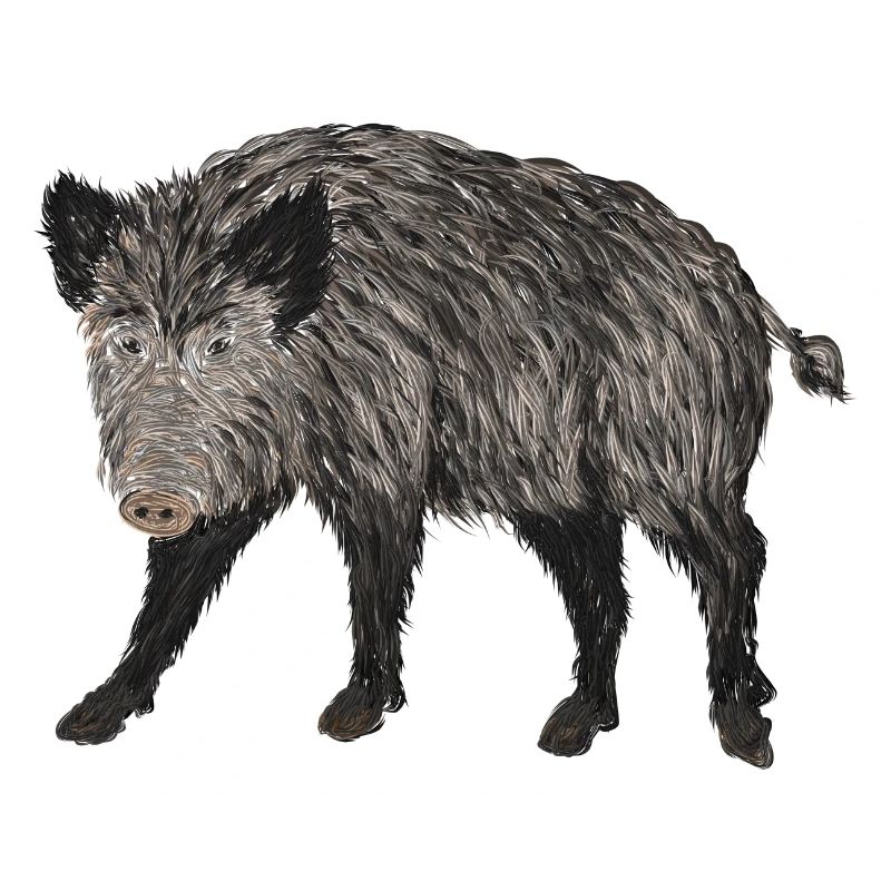 wildschwein jagd