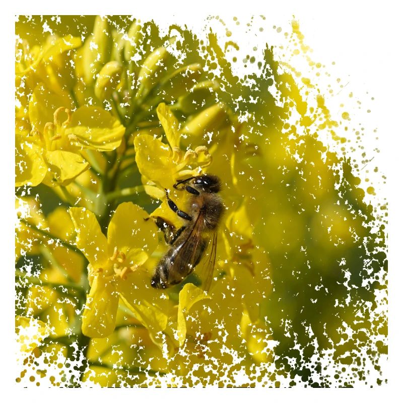 Biene auf Rapsblüte