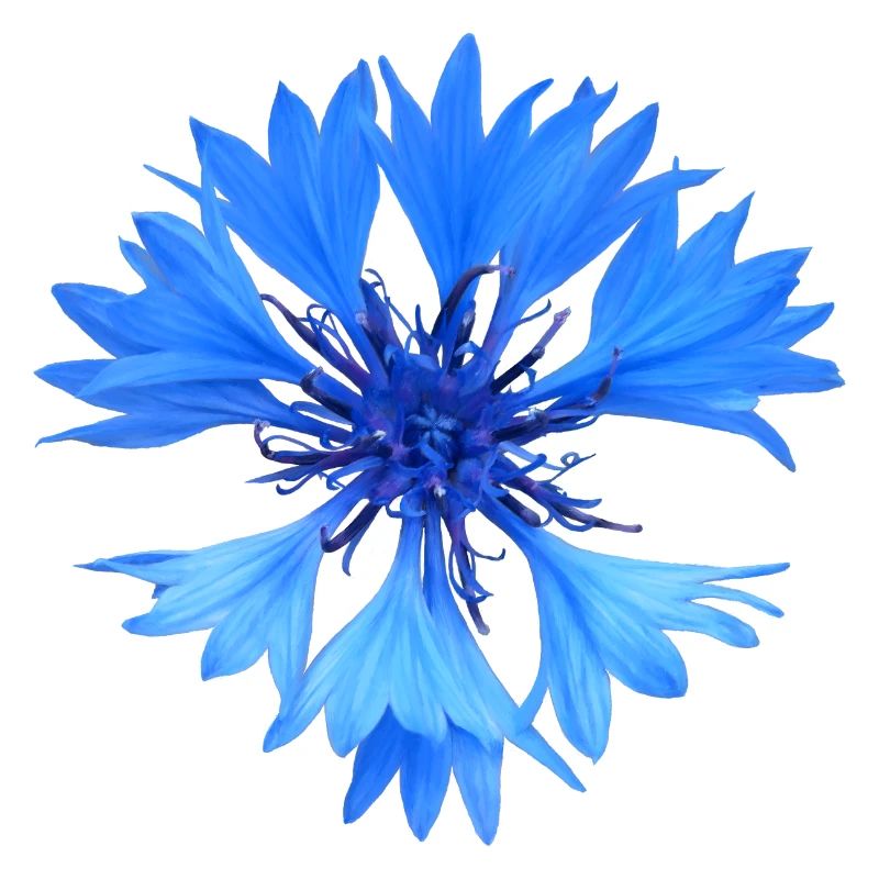 Kornblume