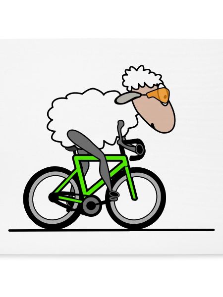 Radsport Schaf