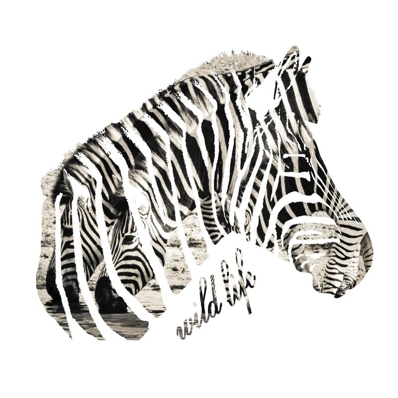 Zebra Herde Wildlife
