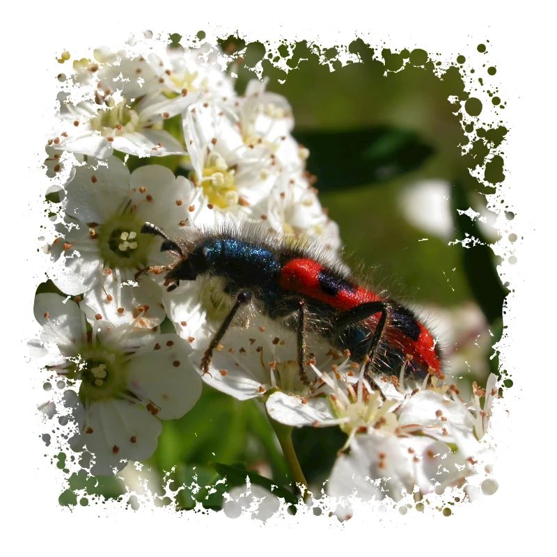 Der Bienenkäfer oder Bienenwolf ist ein Raubinsekt